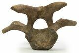 Hadrosaur (Edmontosaurus) Cervical Vertebra - Montana #319283-4